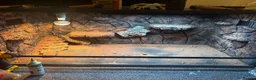 Bearded Dragon reptiles for sale: Bearded dragon rehoming  - Advert 4