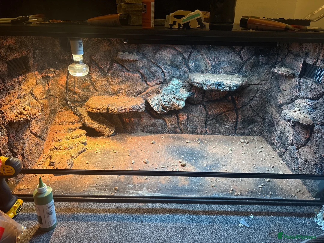 Bearded Dragon reptiles for sale: Bearded dragon rehoming  - Advert 4