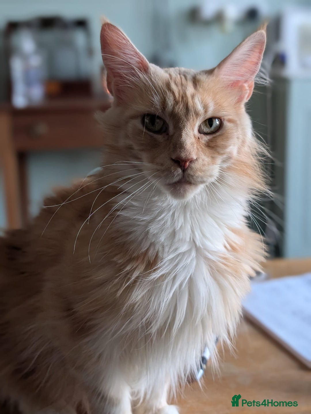 Maine Coon cats for sale: Maine coon babies  - Image 22