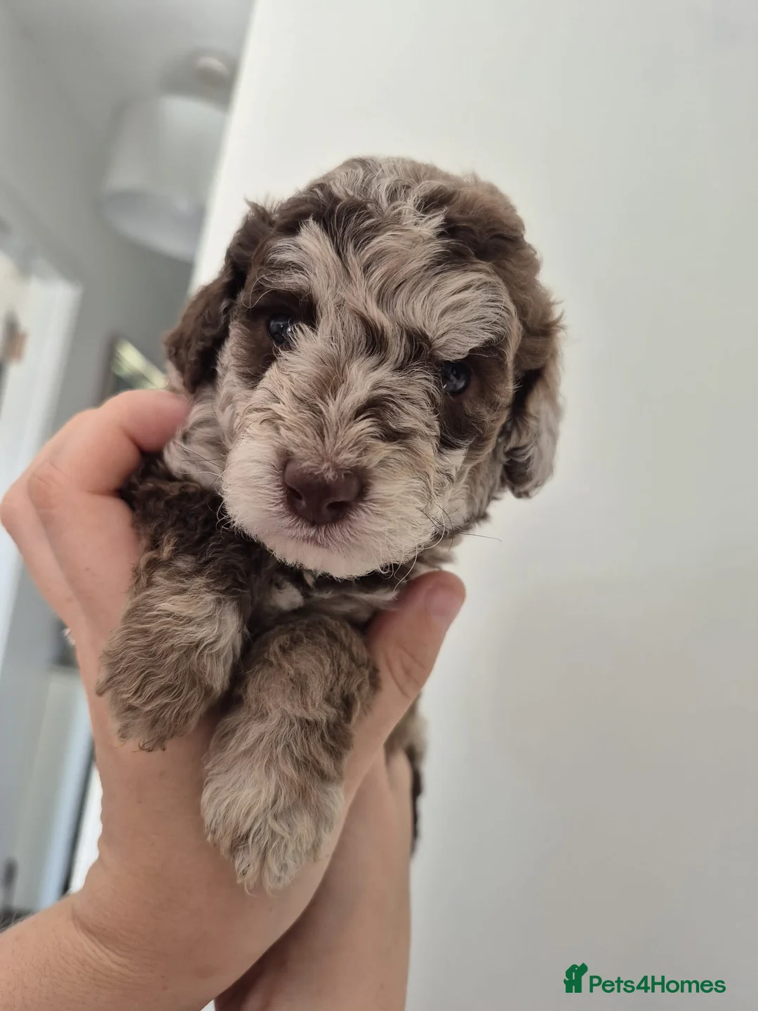 Cockapoo dogs for sale: Beautiful F1BB rare curly cockapoo's for sale  - Advert 40