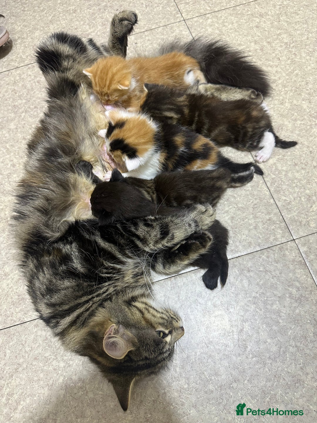 Norwegian Forest Cat cats for sale: Kittens for sale  - Advert 20