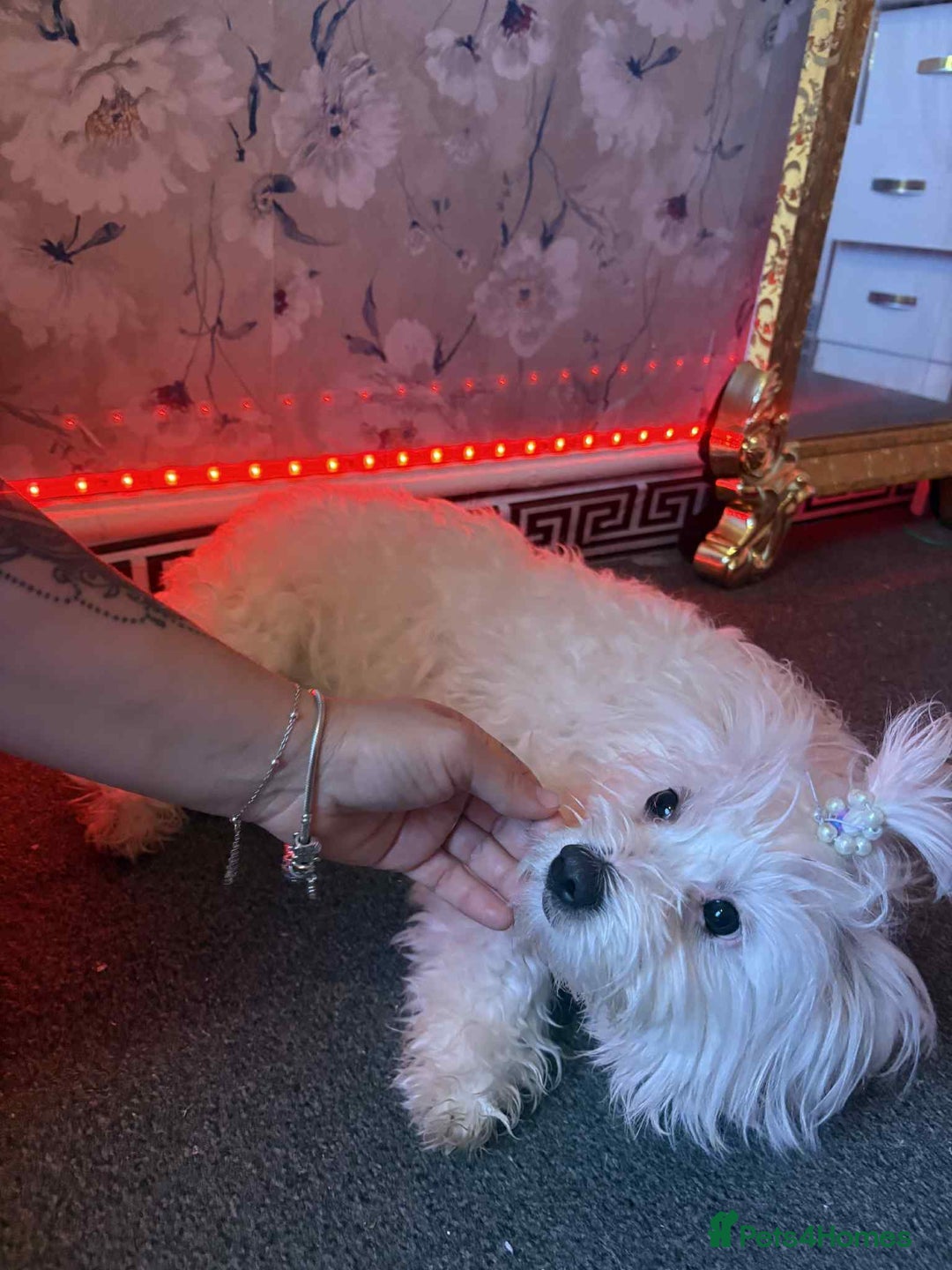 Bichon Frise dogs for sale: Luna 😊😊😊🌹 - Image 3