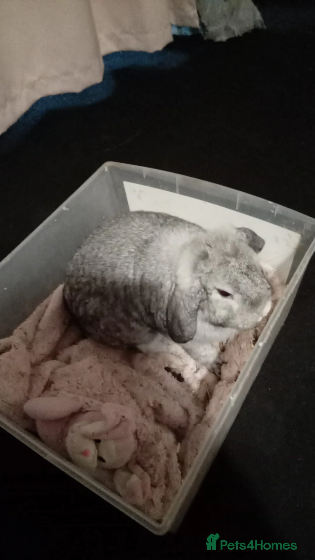 Mini Lop rabbits for sale: Very friendly female mini lop for sale - Advert 2