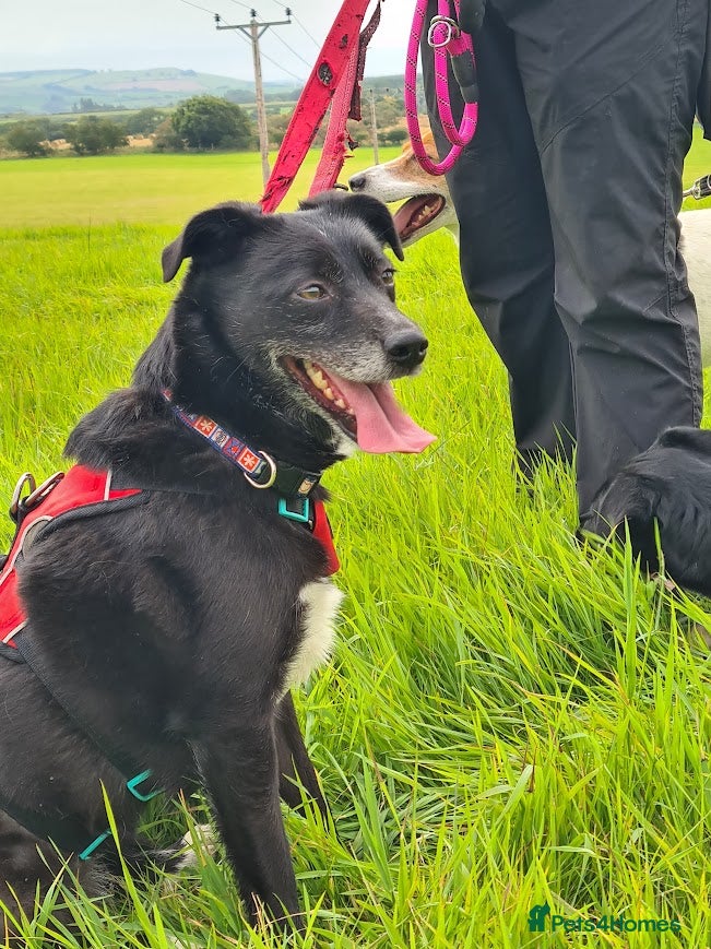 Mixed Breed dogs Nina, 3 years, foster or adoption - Advert 3