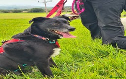 Mixed Breed dogs for adoption: Nina, 3 years, foster or adoption - Image 1