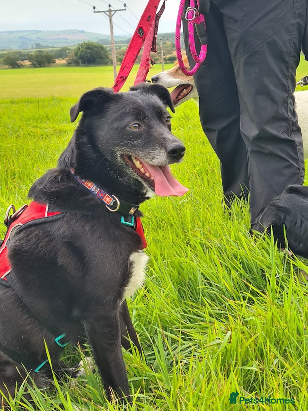 Mixed Breed dogs for adoption: Nina, 3 years, foster or adoption - Image 1