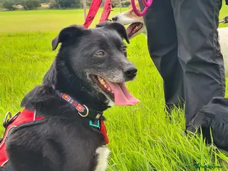 Mixed Breed dogs Nina, 3 years, foster or adoption - Advert 3