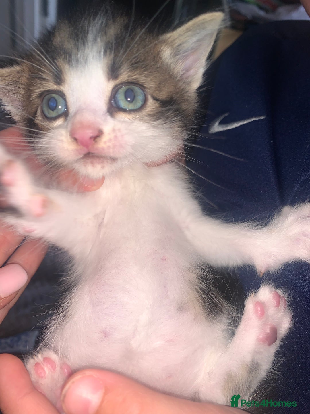British Shorthair cats for sale: 6 litter mixed domestic kittens  - Image 17