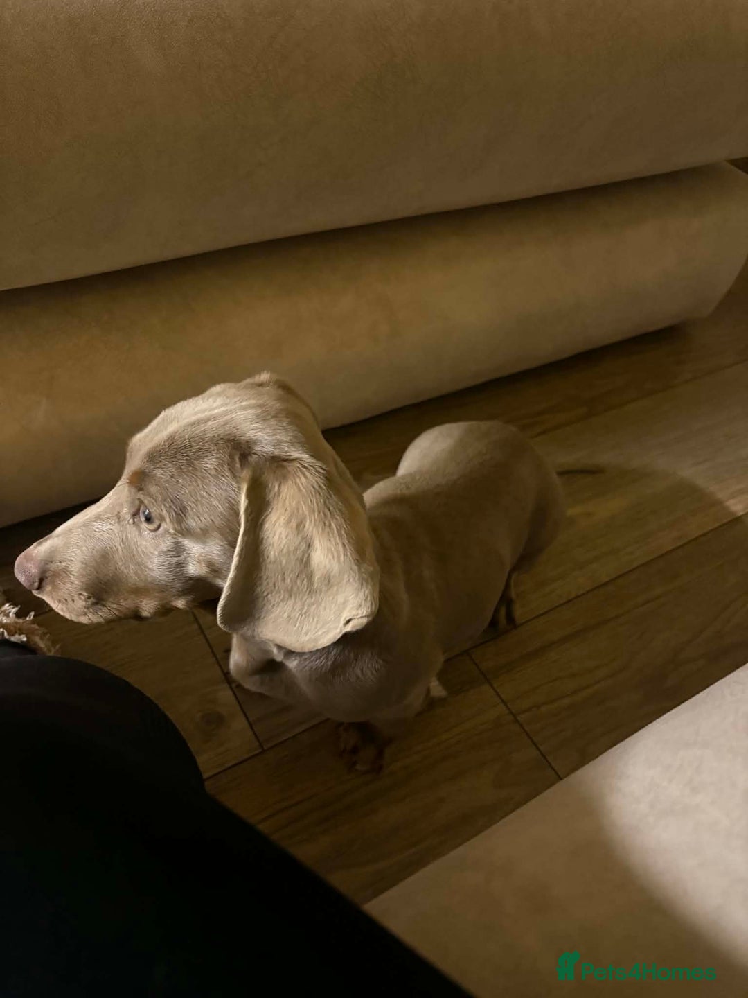 Miniature Dachshund dogs for sale: Mini dachshund Georgie  - Advert 3