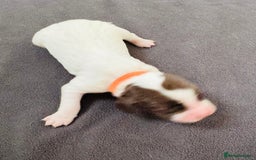 English Springer Spaniel dogs for sale: KC Quality English Springer Spaniels - Image 29