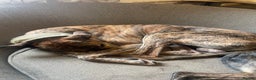 Lurcher dogs for sale: Greyhound/deerhound brindle lurchers - Advert 39
