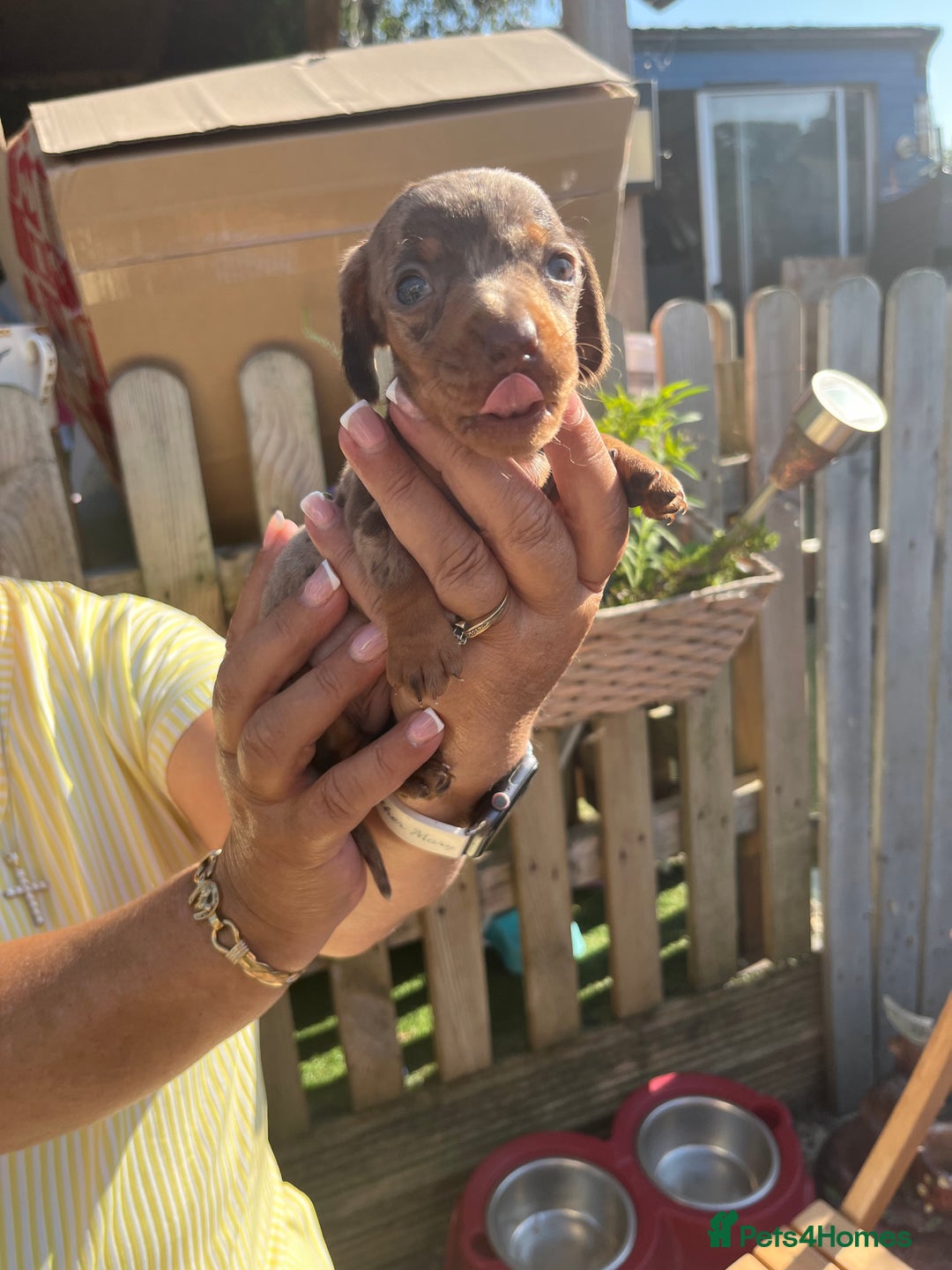 Miniature Dachshund dogs for sale: Beautiful miniature dachshund pups  - Image 12