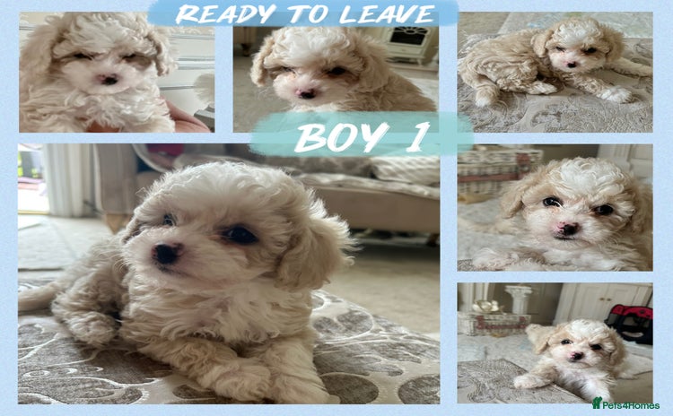 Poochon dogs - Advert 2