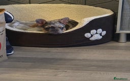 French Bulldog dogs for sale: female french bulldog  - Image 2