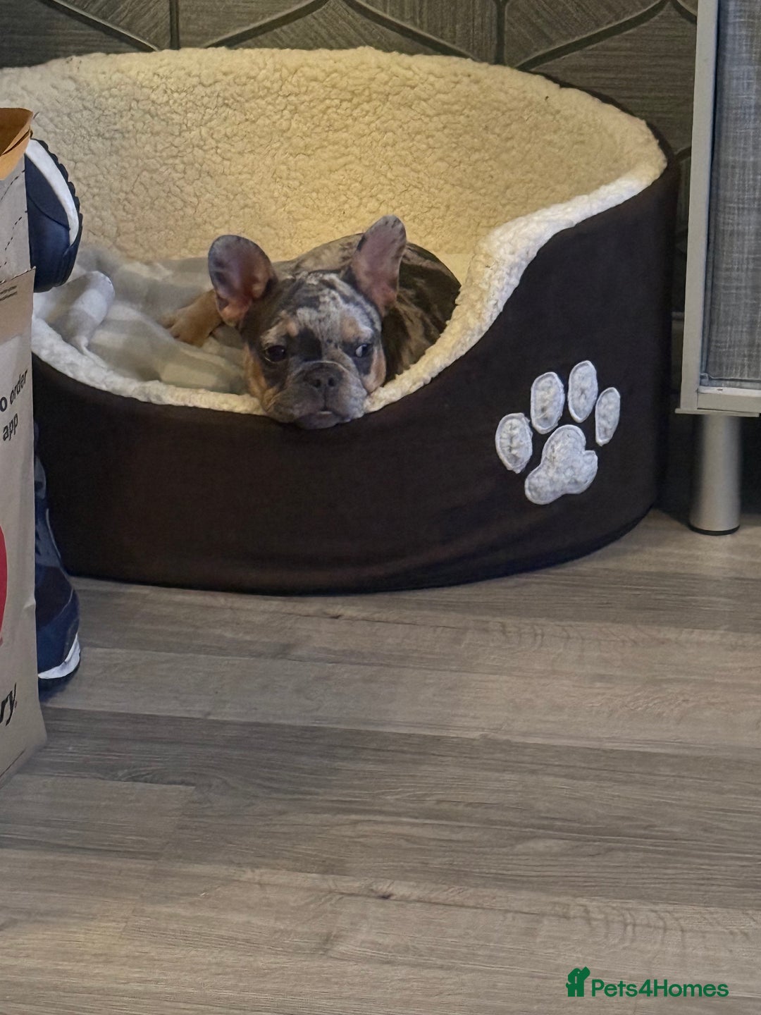 French Bulldog dogs for sale: female french bulldog  - Image 2