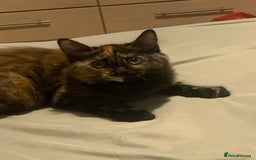 Persian cats for sale: Kitten tortoise shell  - Image 5