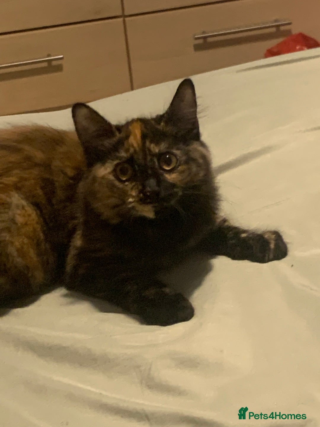 Persian cats for sale: Kitten tortoise shell  - Image 5