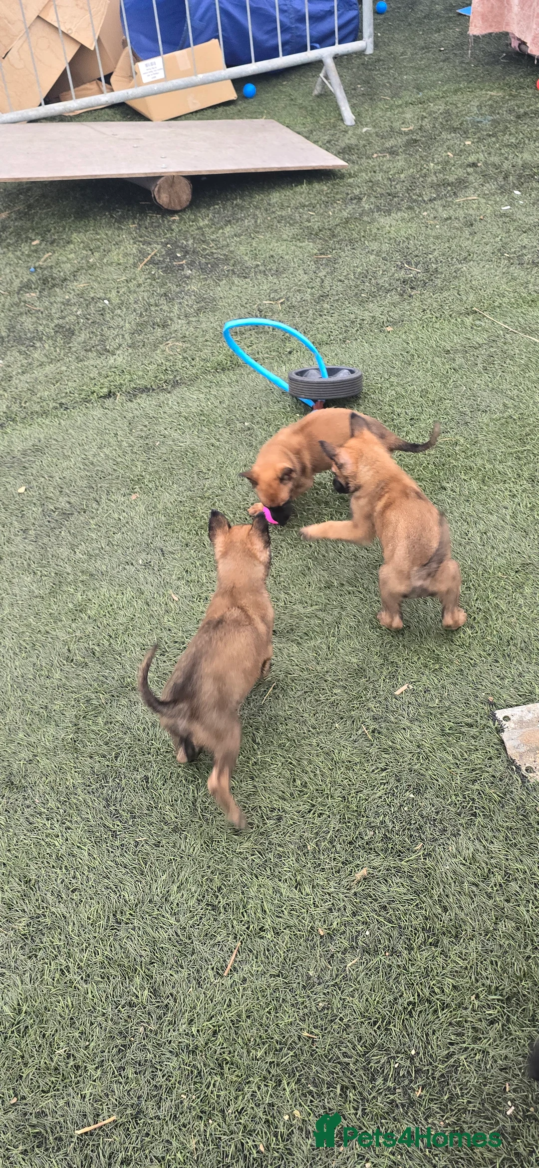 Belgian Shepherd Dog dogs for sale: Pups from world V. Champion CHANCE  - Advert 18