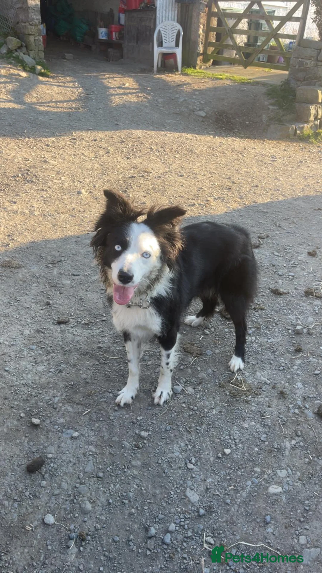 Border Collie dogs for sale: Loving young female border collie for pet home - Advert 15