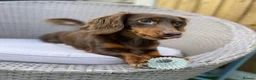 Miniature Dachshund dogs for sale: Black&Tan Puppies Looking for Their Forever Homes! - Advert 11