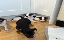 Jack Russell dogs for sale: Traditional Jack Russell Puppies  - Image 7