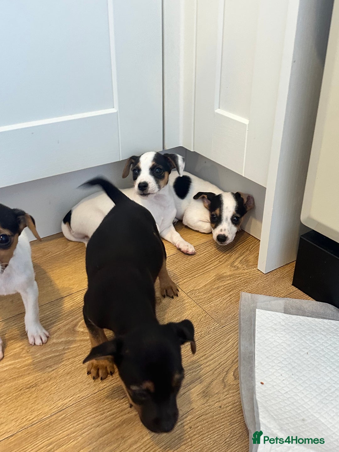 Jack Russell dogs for sale: Traditional Jack Russell Puppies  - Image 7