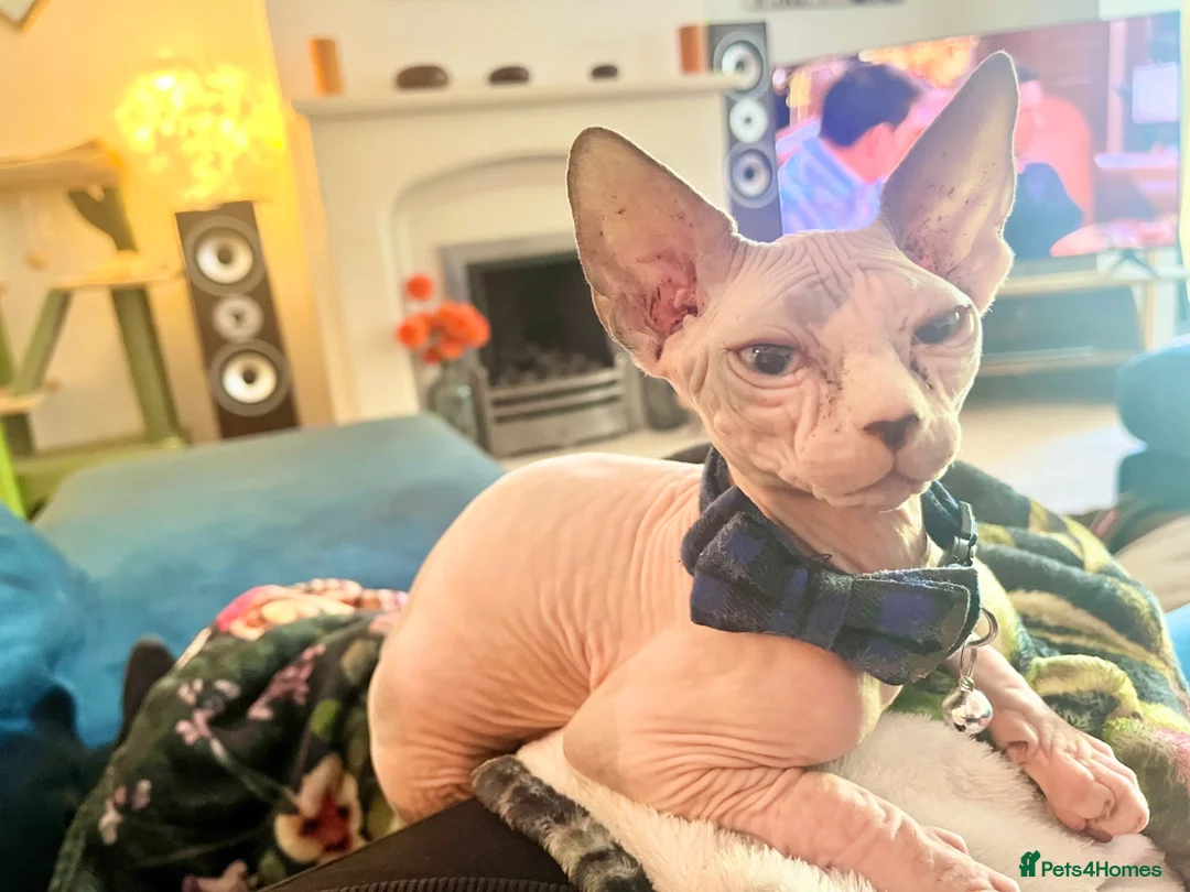 Sphynx cats for sale: Beautiful Sonnie the Turkish Sphynx in Stoke-on-Trent - Advert 8