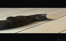 Mixed Breed cats for sale: Half British Blue Kittens  - Image 10