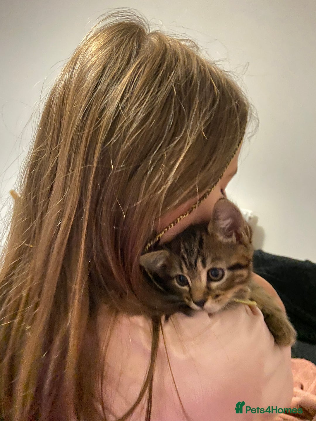 European cats for sale: Little Tabby Boy Looking for His Forever Home❤️ - Advert 7