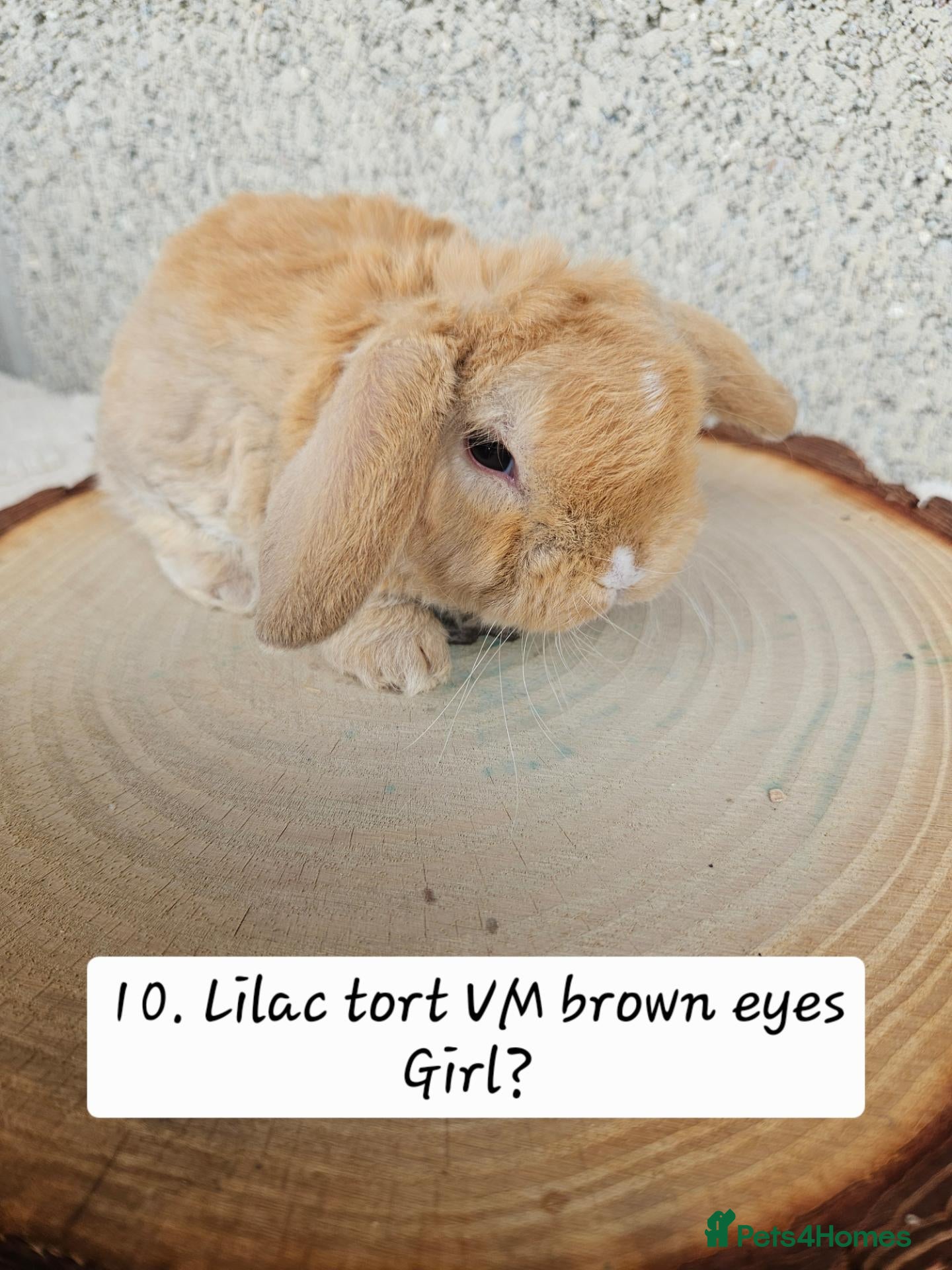 Mini Lop rabbits 🩷Ad 1 Purebred mini plush lops🩵🧸 - Advert 2