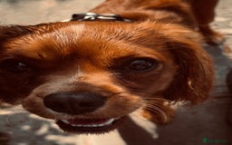 Cavalier King Charles Spaniel dogs for sale: Cavalier King Charles spaniel  - Image 8