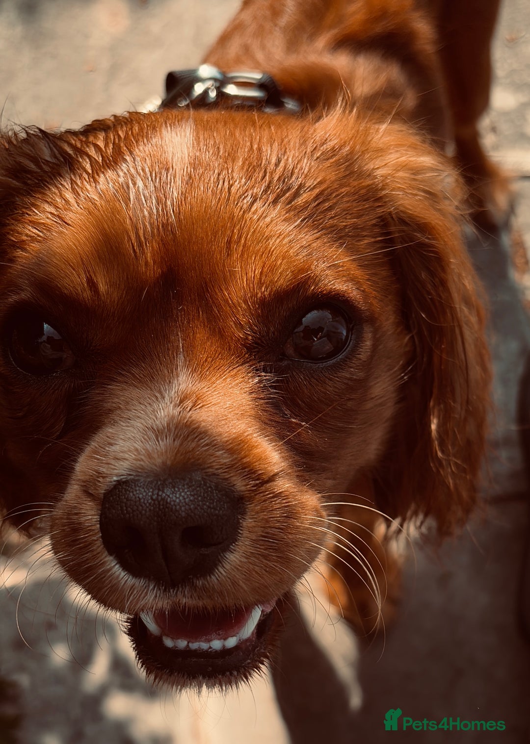 Cavalier King Charles Spaniel dogs for sale: Cavalier King Charles spaniel  - Image 8