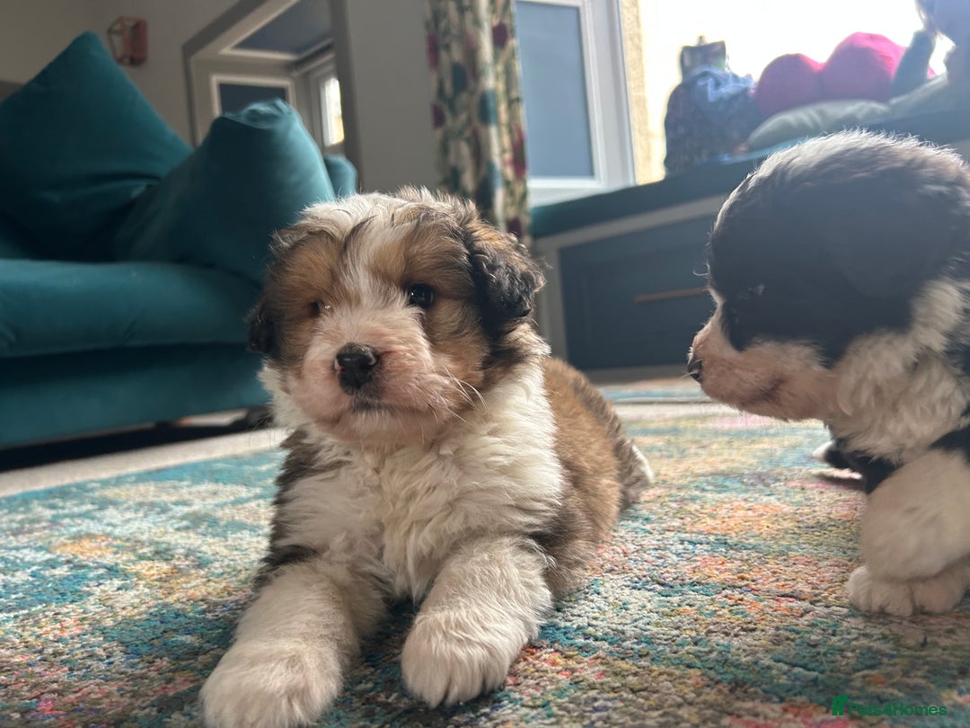 Bernedoodle dogs for sale: Gorgeous Bernedoodle puppies  - Image 13