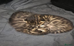 Bengal cats for sale: Bengal Persian kittens  - Image 2