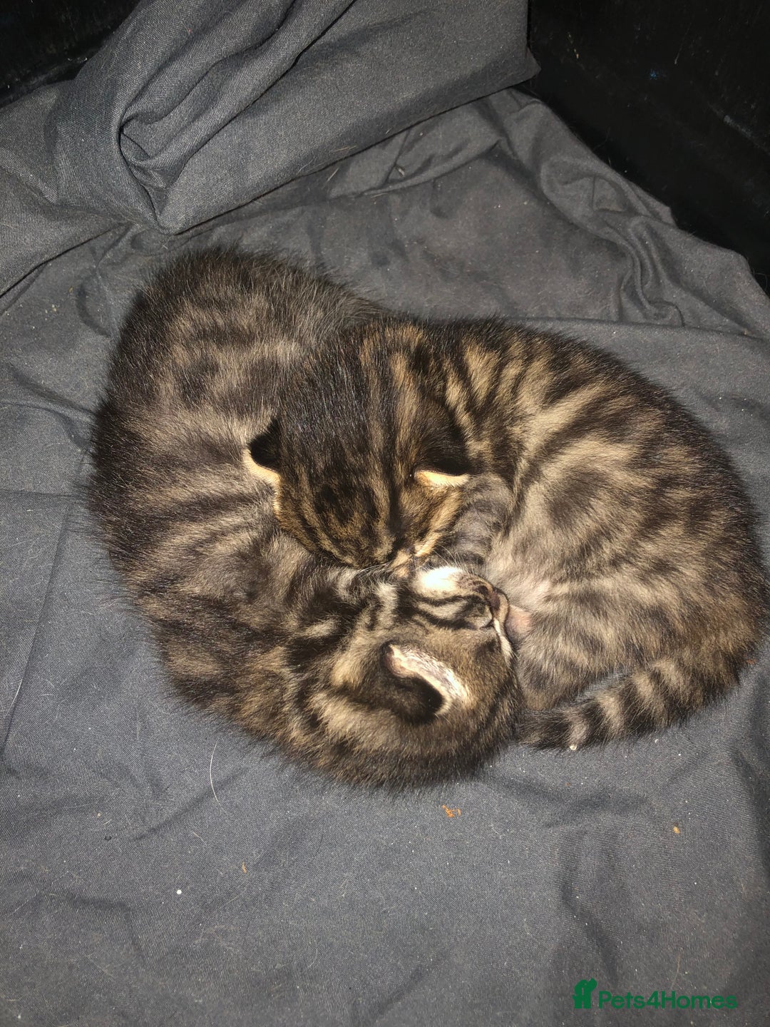 Bengal cats for sale: Bengal Persian kittens  - Image 2