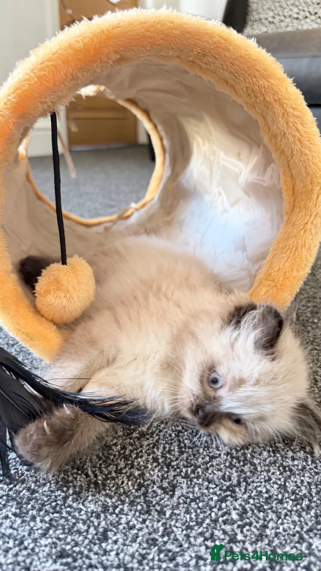 Ragdoll cats for sale: Ragdoll kitten - Advert 2