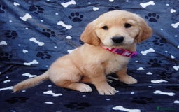 Golden Retriever dogs for sale: Golden retriever puppies extensively health tested - Image 8