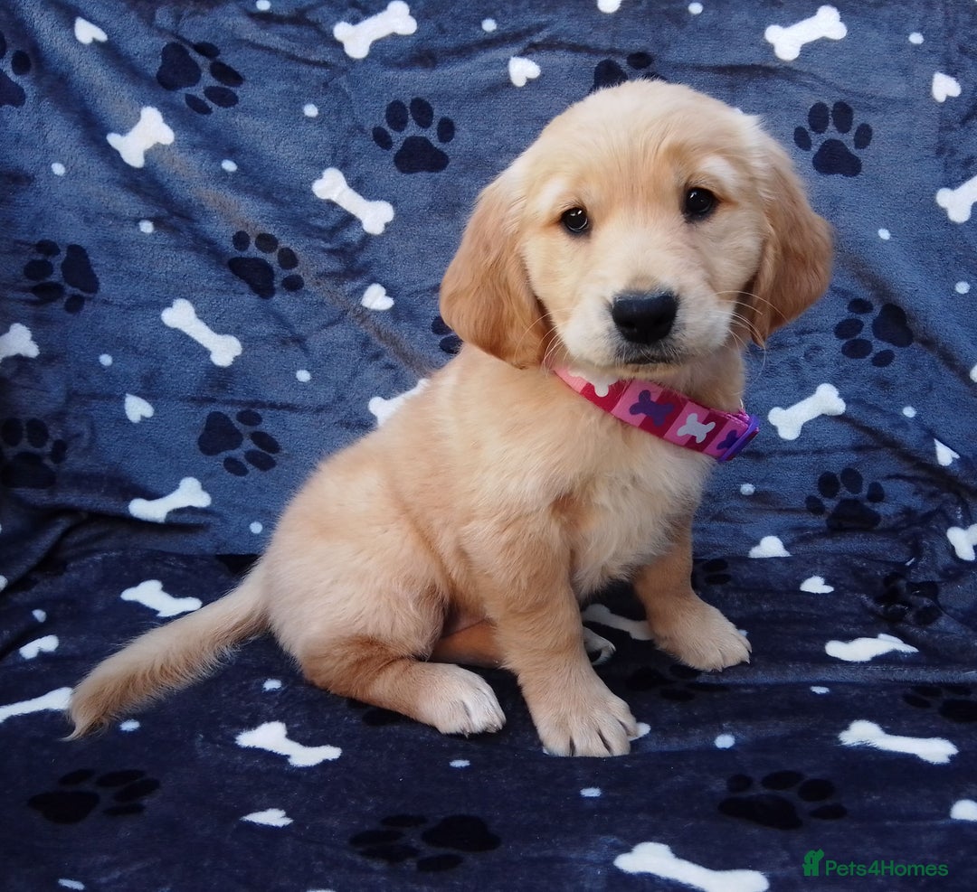 Golden Retriever dogs for sale: Golden retriever puppies extensively health tested - Image 8