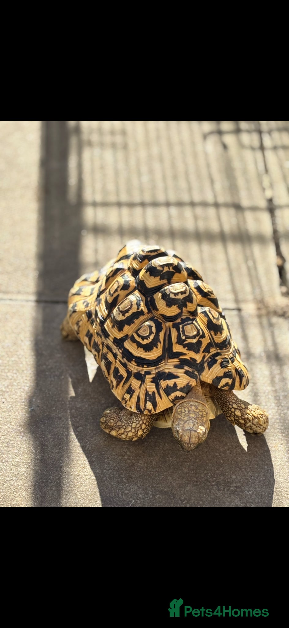 Tortoise reptiles Male leopard tortoise - Advert 1