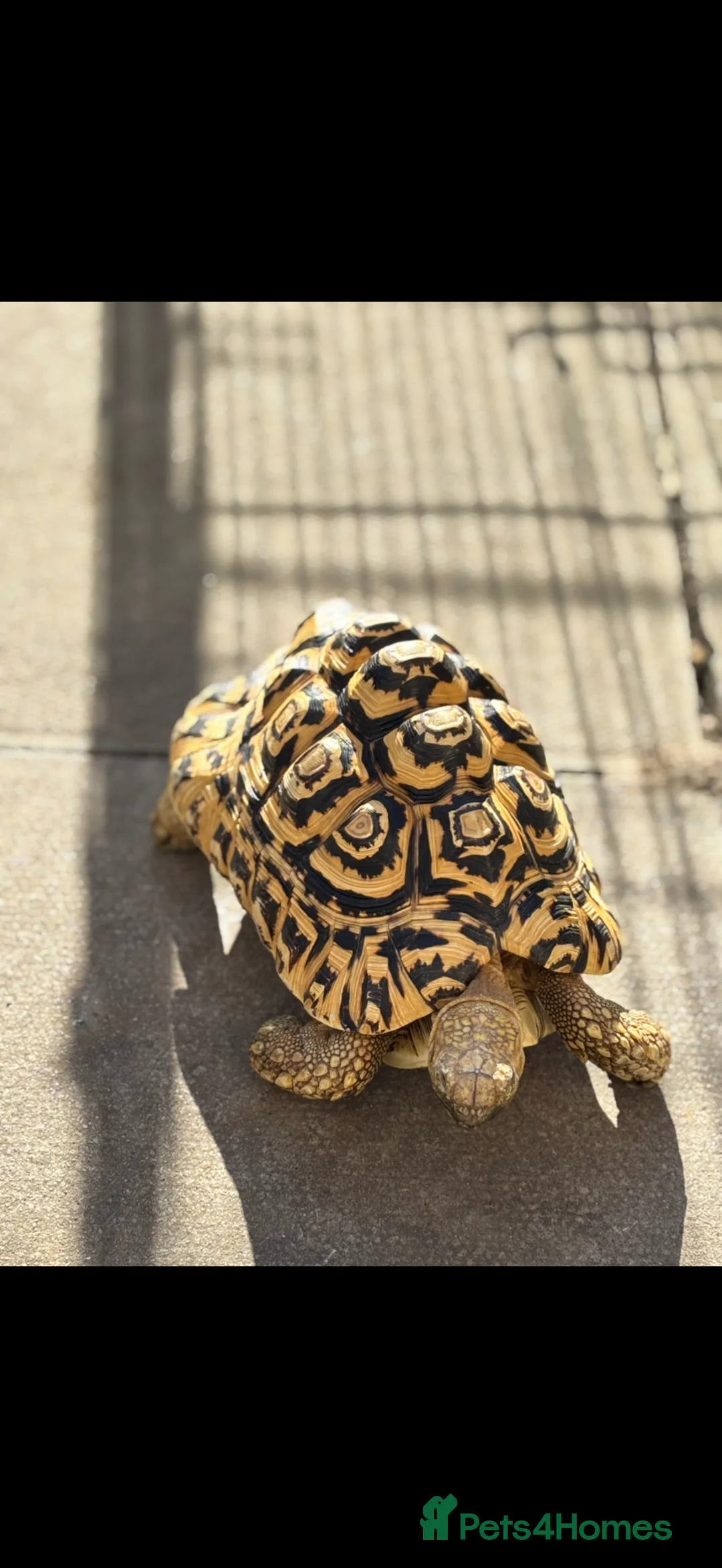 Tortoise reptiles for sale: Male leopard tortoise - Advert 1