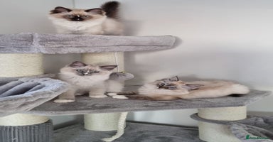 Ragdoll cats - Advert 9