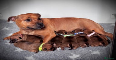Staffordshire Bull Terrier dogs - Advert 3