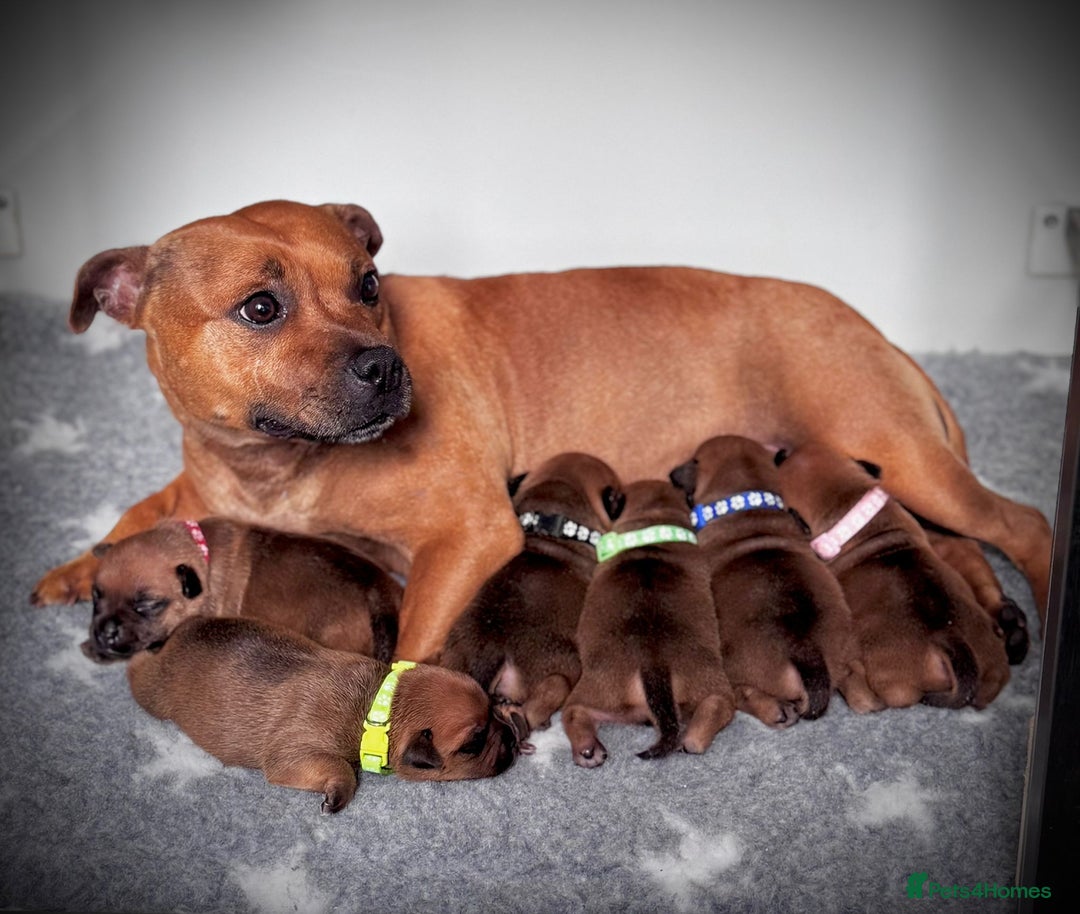 Staffordshire Bull Terrier dogs for sale: Outstanding Vangerbull Red SBT litter!  - Image 2