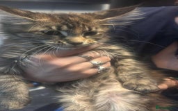 Maine Coon cats for sale: 2 X Female Tabby pure bred Maine Coon kittens  - Image 3