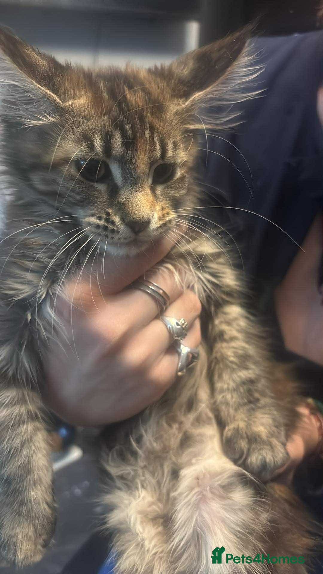 Maine Coon cats for sale: 2 X Female Tabby pure bred Maine Coon kittens  - Image 3