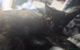 Maine Coon cats for sale: Mix Maine Cone kittens  - Image 5