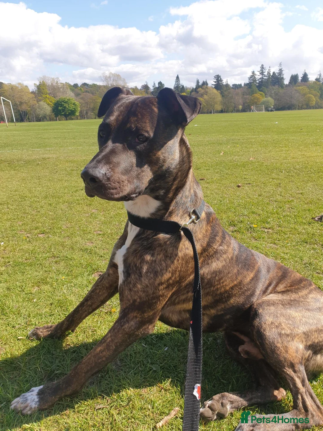 Mixed Breed dogs for stud: Aluant mastiff in Inverness - Advert 1