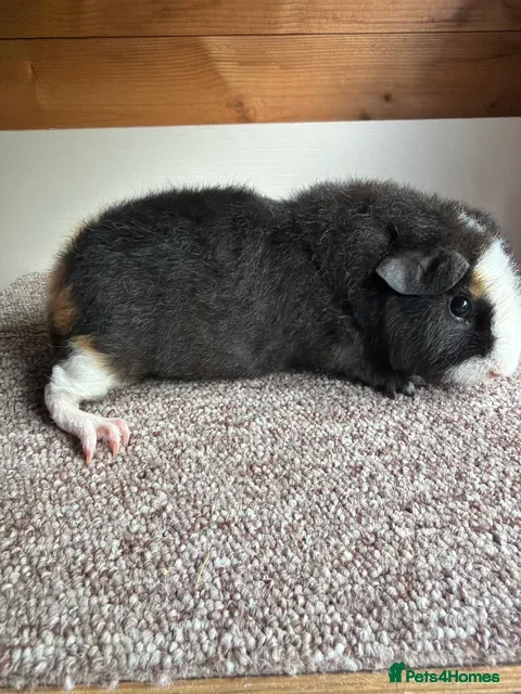 Guinea Pig rodents Teddy Boars & A Swiss Boar - Advert 2