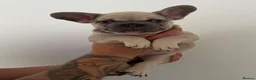 French Bulldog dogs for sale: 3 beautiful French bulldog puppies for sale!  in South Shields - Advert 11