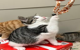 Mixed Breed cats for sale: Beautiful kittens  - Image 1